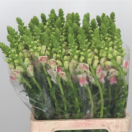 Snapdragon Plumblossom