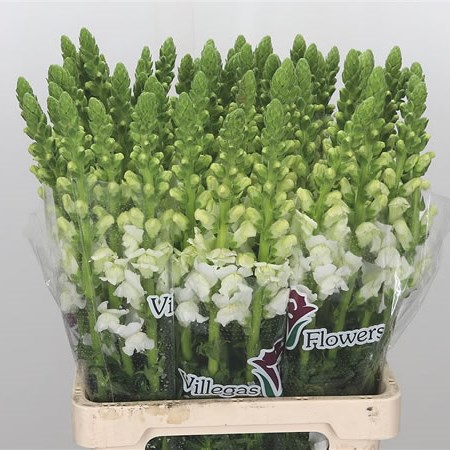 Snapdragon Potomac White
