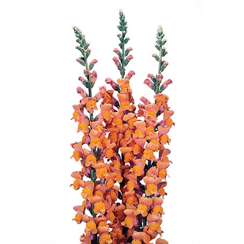 Buy Antirrhinums (Snapdragons) Wholesale Flowers Online Wedding