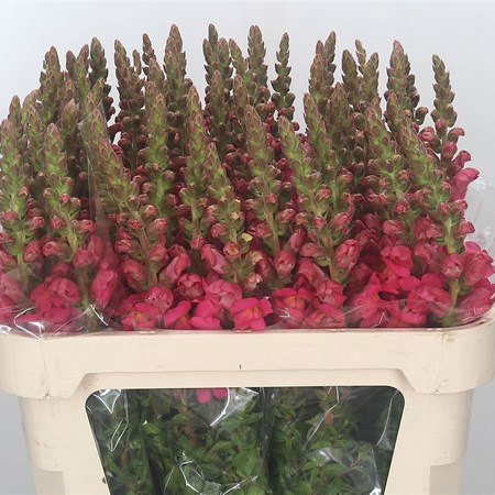 Snapdragon Potomac Dark Pink