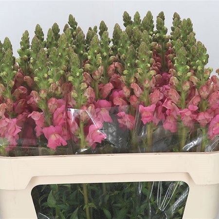 Snapdragon Potomac Pink