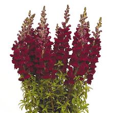 Snapdragon Potomac Red