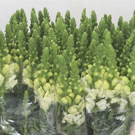 Snapdragon Potomac White