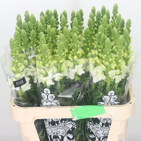Snapdragon Potomac White