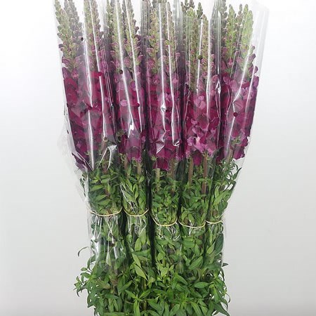 Snapdragon Purple (French)