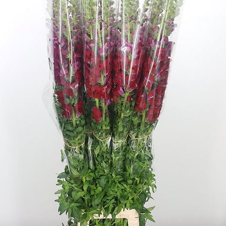 Snapdragon Red (French)