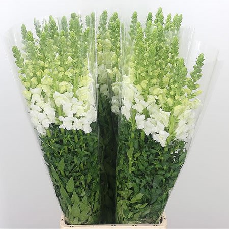 Snapdragon White (Italian)