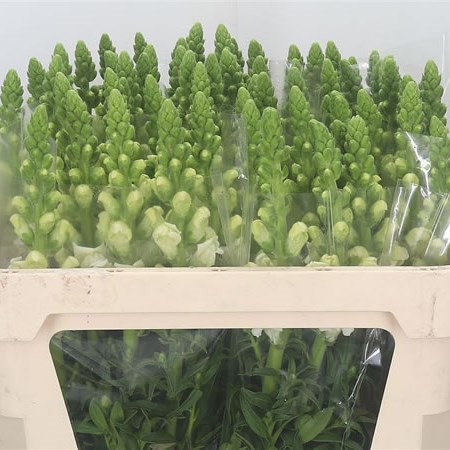 Snapdragon White Ivory