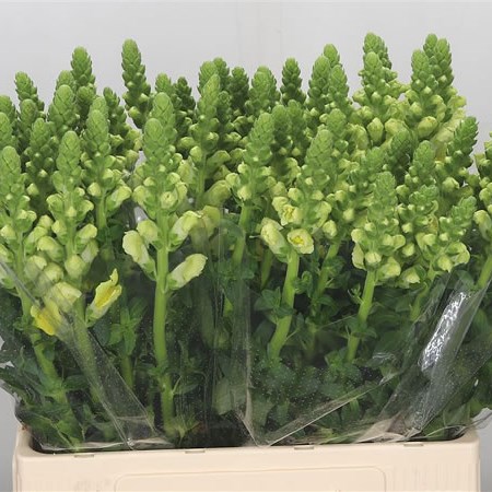 Snapdragon Yellow