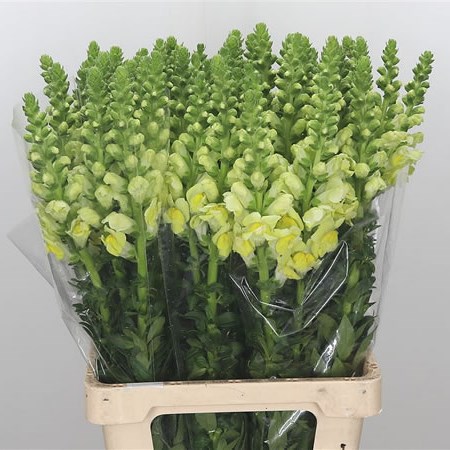 Snapdragon Yellow