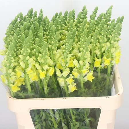 Snapdragon Yellow