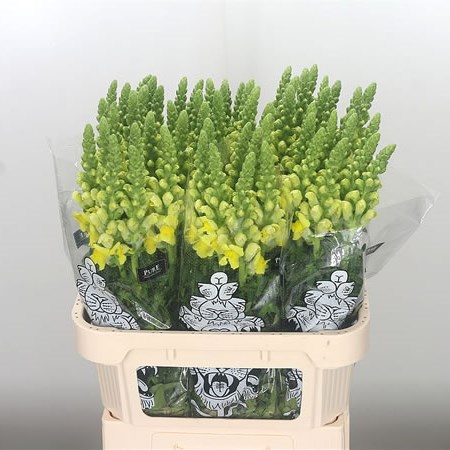 Snapdragon Yellow
