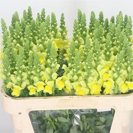 Snapdragon Yellow