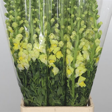 Snapdragon Yellow (Italy)
