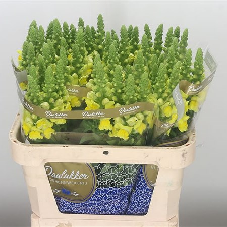 Snapdragons Antibes Yellow