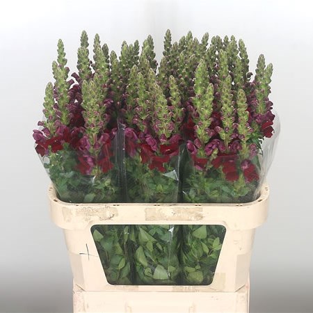 Snapdragons Avignon Red