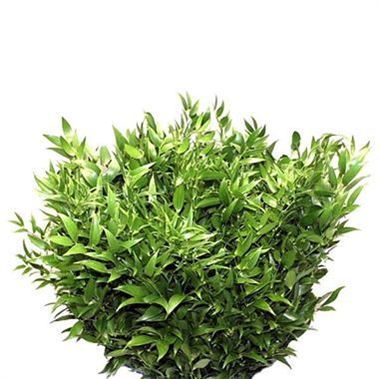 Soft Ruscus 60cm (Small Leaf)