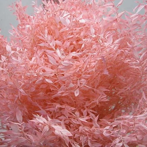 Soft Ruscus Bleached Pink