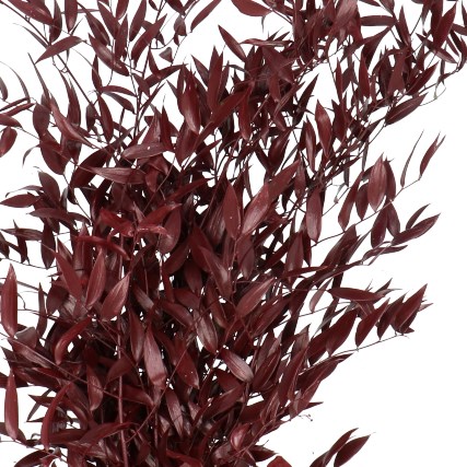 Soft Ruscus Dyed Burgundy
