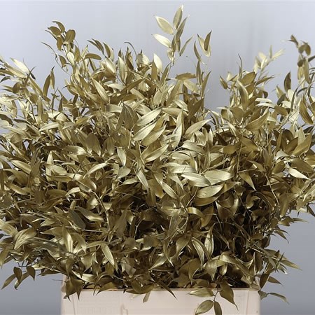 Soft Ruscus Dyed Gold