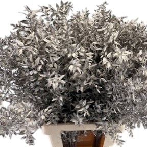 Soft Ruscus Dyed Platina