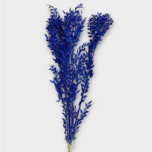 Soft Ruscus Preserved Blue