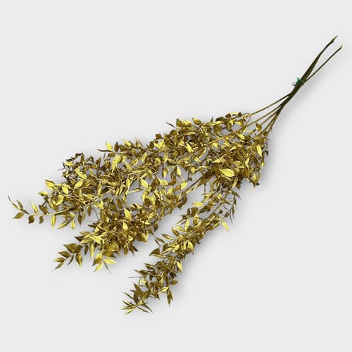 Dried Soft Ruscus Gold