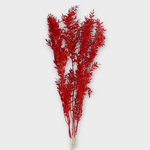 Soft Ruscus Preserved Red