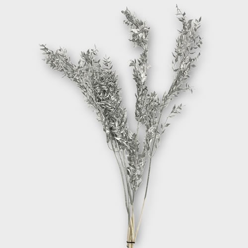 Soft Ruscus Preserved Silver