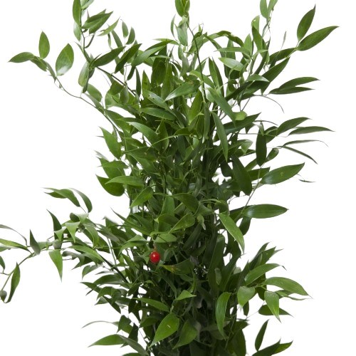Soft Ruscus (Small Leaf)