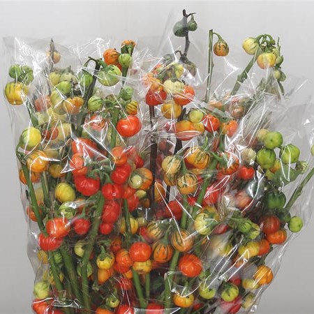 Solanum (Extra)