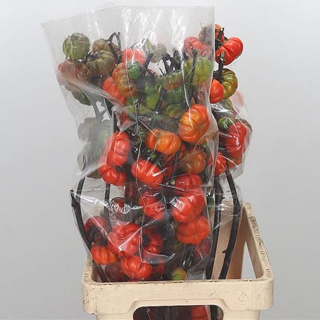 Solanum Tomato