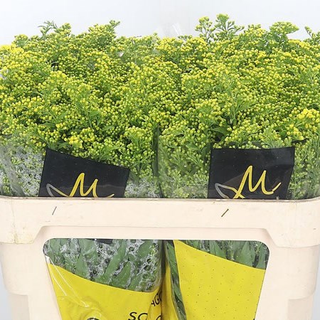 Solidago Carzan Glory