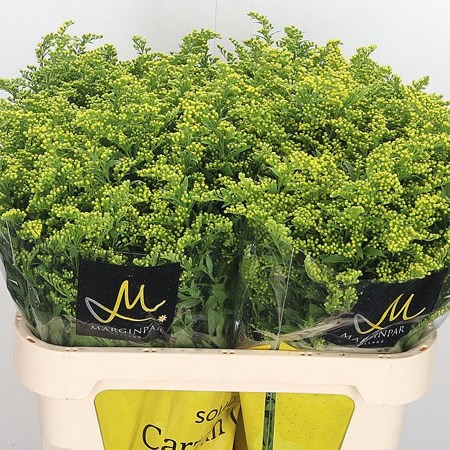 Solidago Carzan Glory