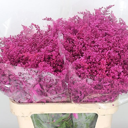 Solidago Dyed Cerise