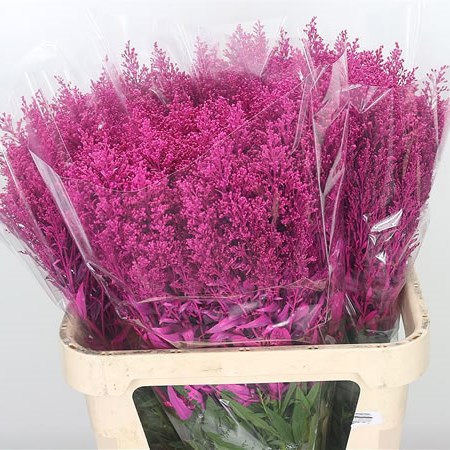 Solidago Dyed Cerise