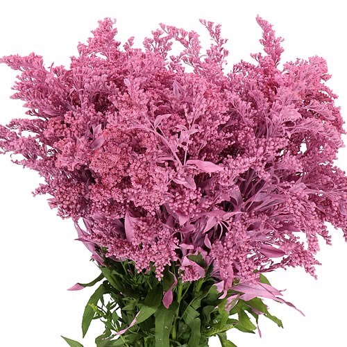 Solidago Dyed Pink