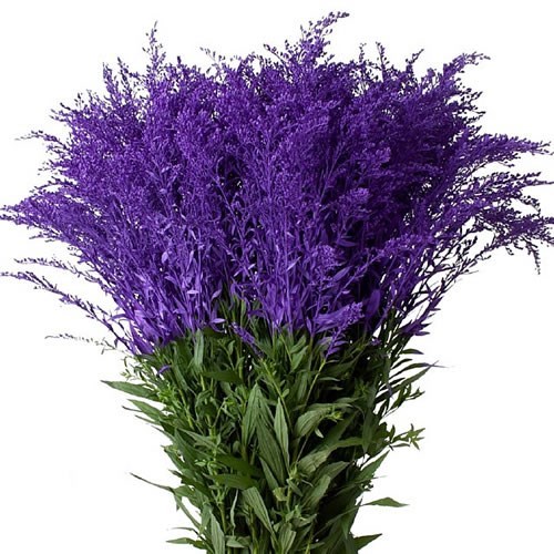 Solidago Dyed Purple