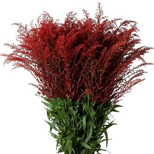 Solidago Dyed Red