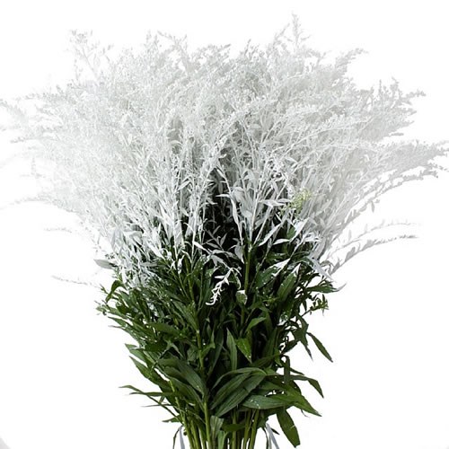 Solidago Dyed White