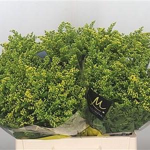 Solidago Golden Glory