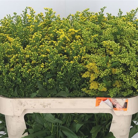 Solidago Golden Glory