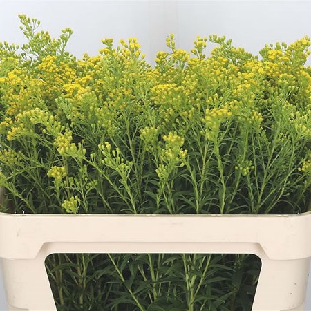 Solidago New Design