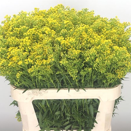 Solidago New Design