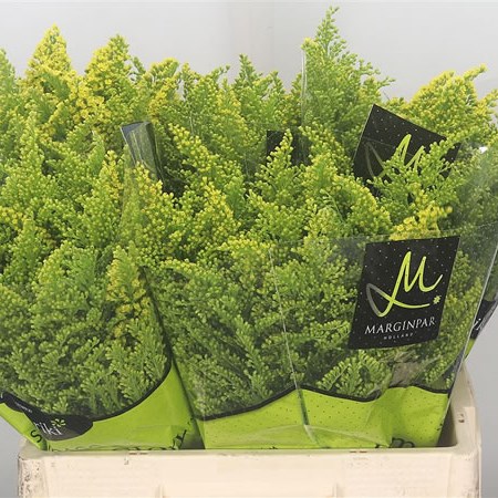 Solidago Romantic Glory