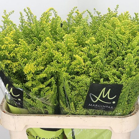 Solidago Romantic Glory