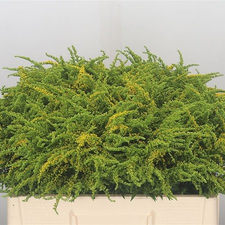 Solidago Strahlenkrone