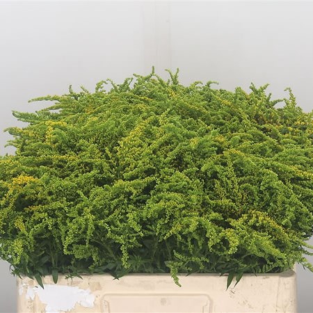 Solidago Strahlenkrone