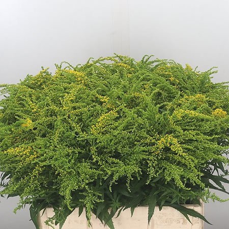 Solidago Strahlenkrone