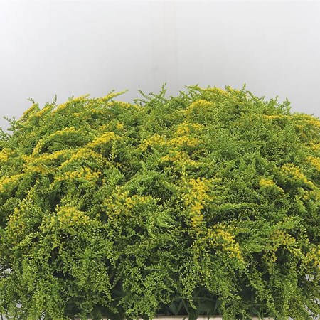 Solidago Strahlenkrone